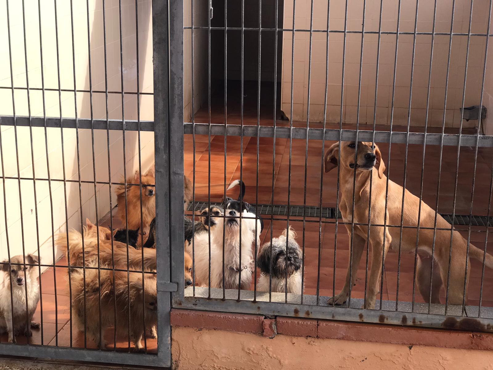 perros Alicante concejala Marisa Gayo (3).jpeg