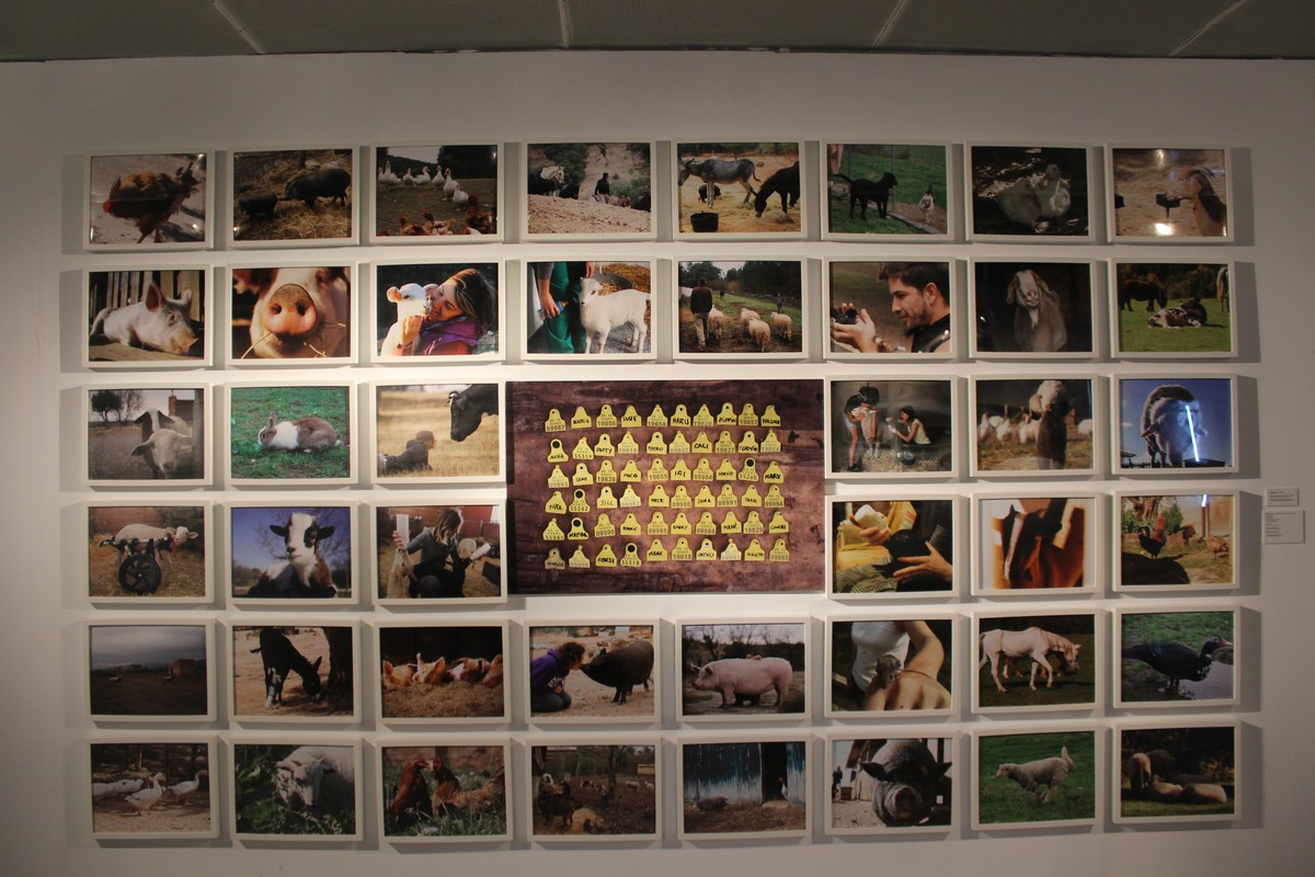 Alicante Capital Animal (1)