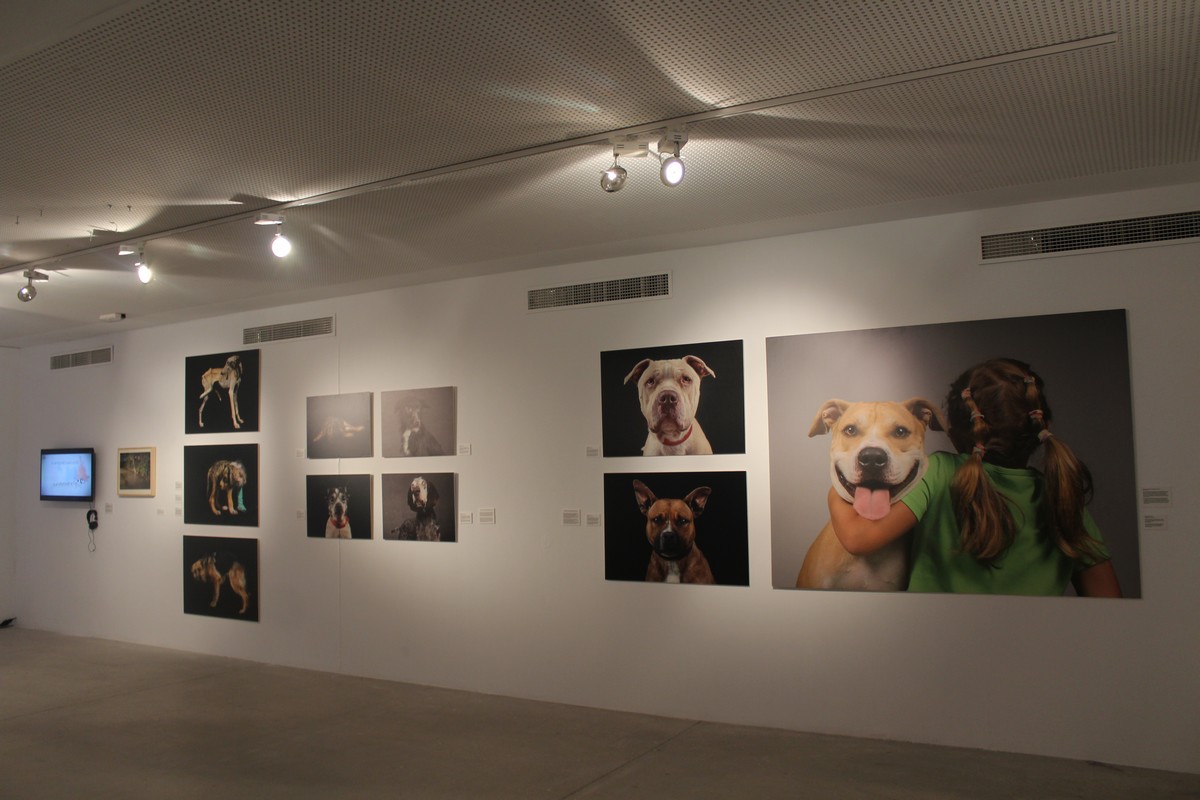 Alicante Capital Animal (5)