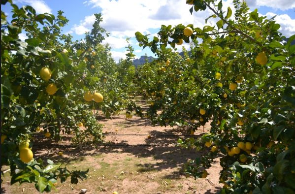 cítricos limones Vega Baja