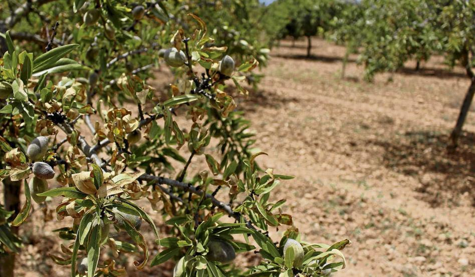 xylella almendros