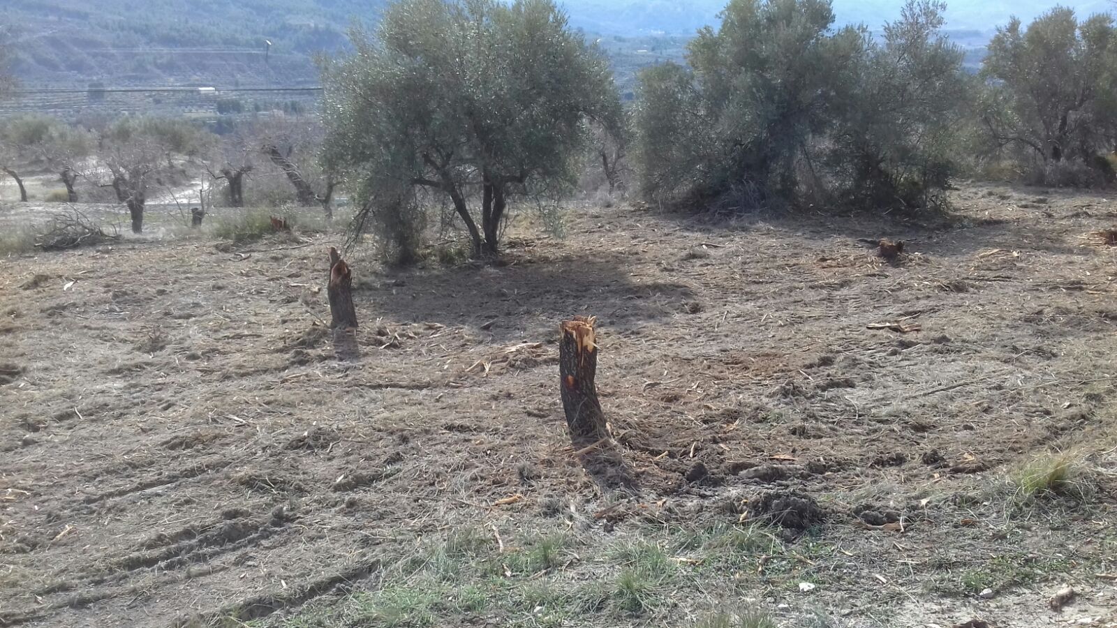 almendros, xylella, ASAJA, Alicante