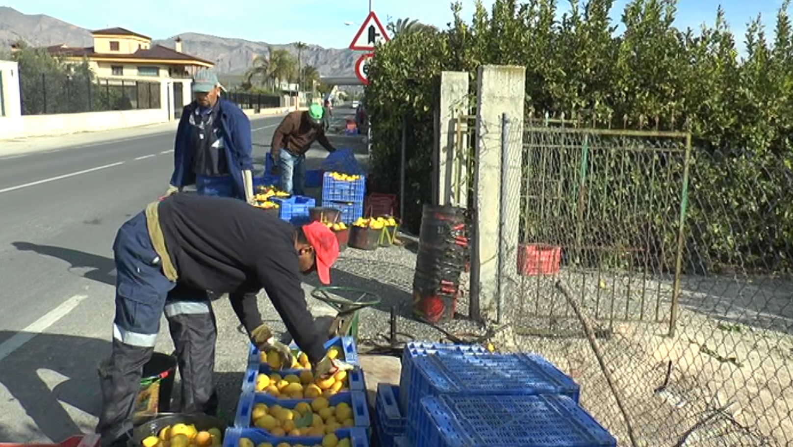 Cítricos naranjos limones ASAJA agua1.jpg