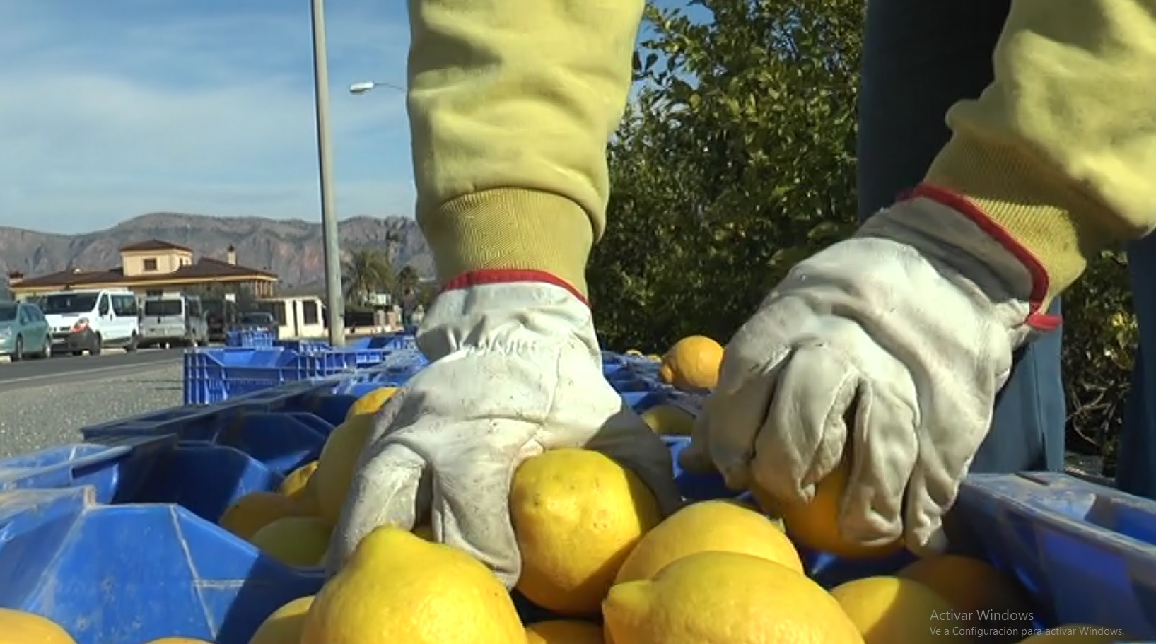 Cítricos naranjos limones ASAJA agua3