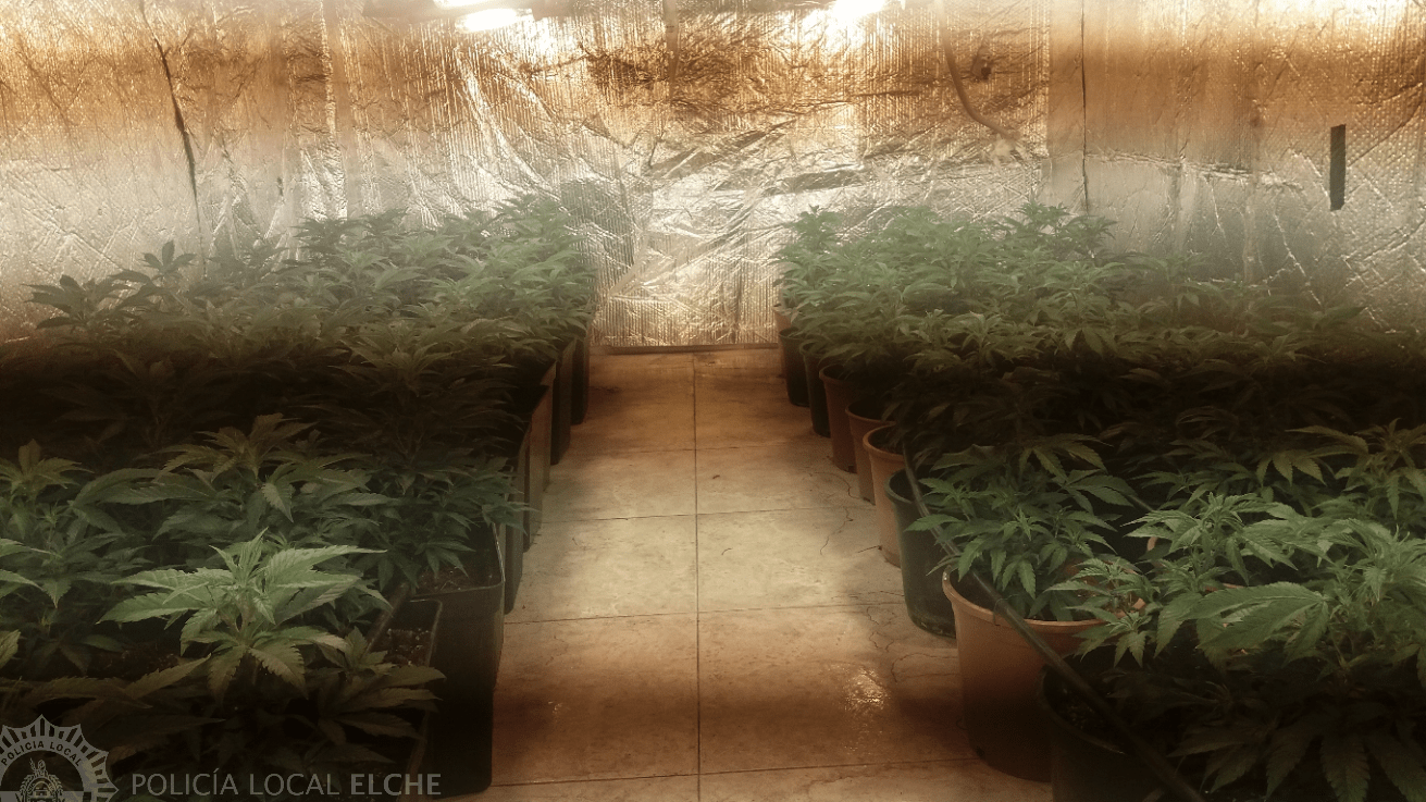 Cultivo marihuana.png