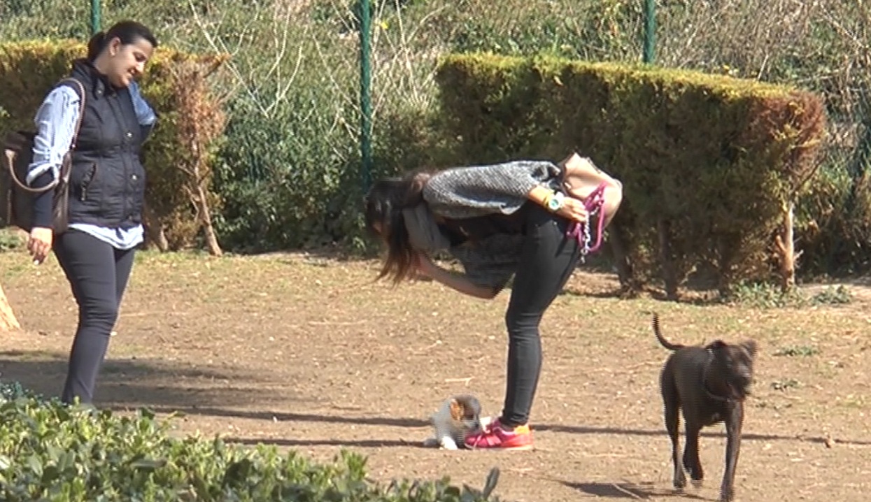perros Alicante albergue