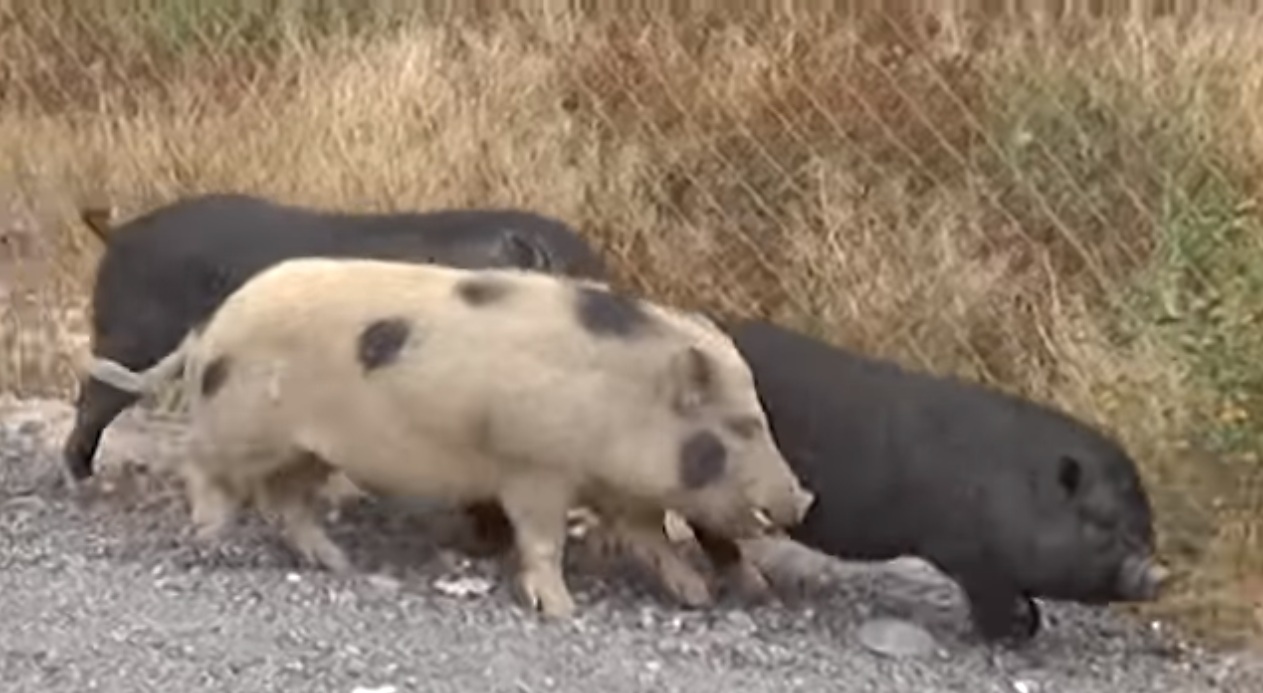 cerdos vietnamitas.jpg