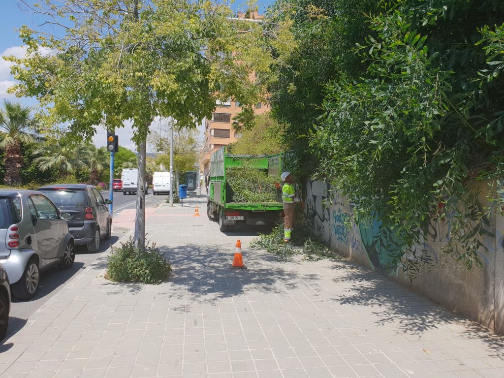 Campaña desbroce Alicante Israel Cortés (4)