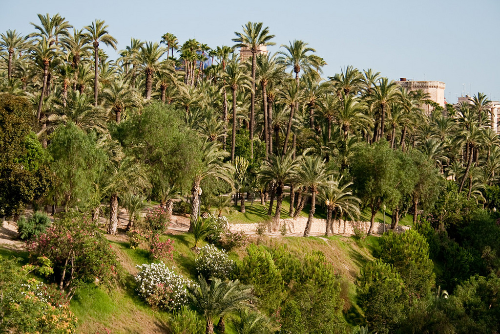 Palmeral elche.jpg