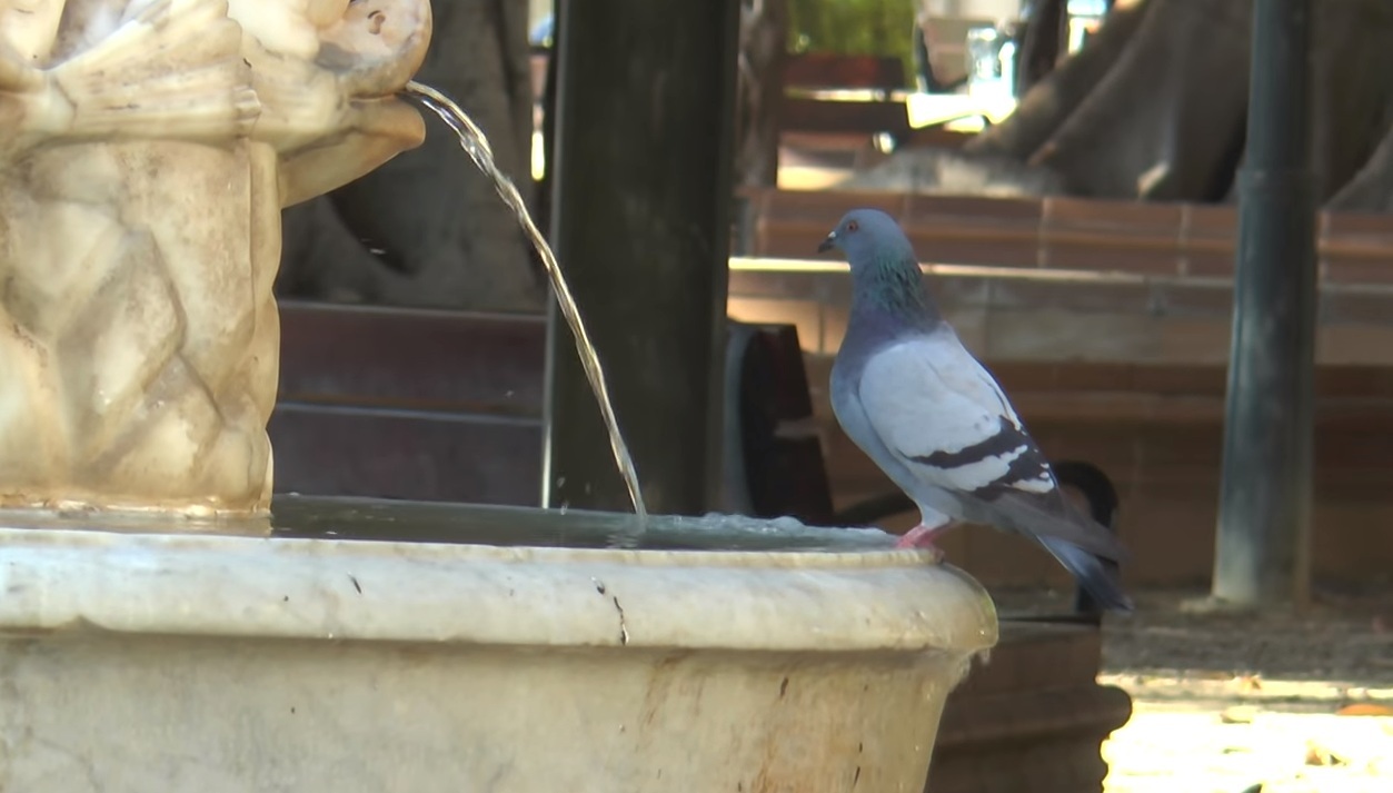 Palomas en XIXONA