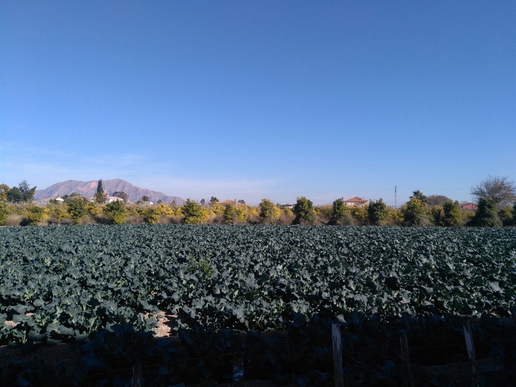 hortalizas afectadas por sequia_1024x768