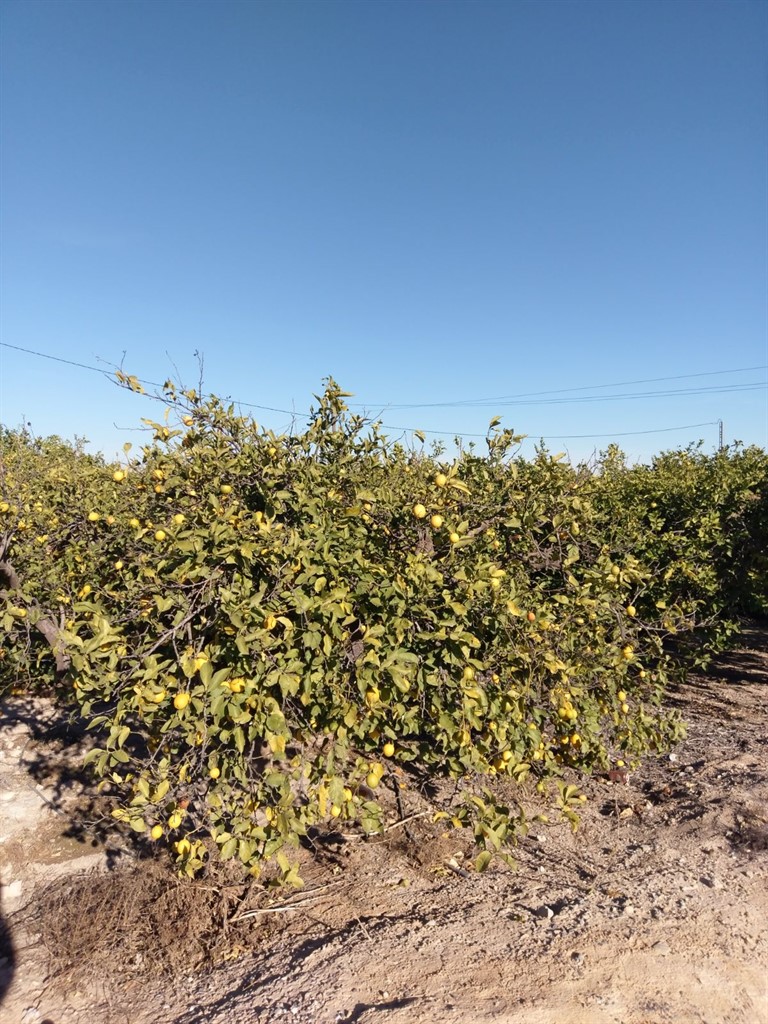 limones sin calibres en arbol 1_768x1024
