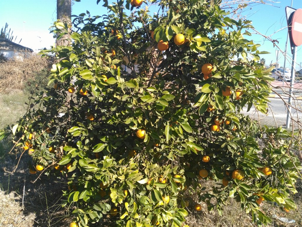 limones sin calibres en arbol2_1024x768