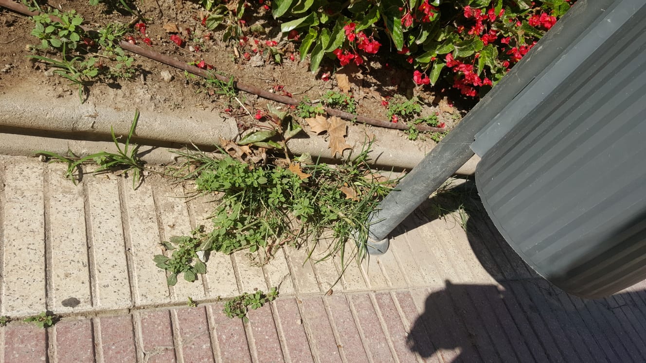 PSOE denuncia abandono parques y jardines (1)