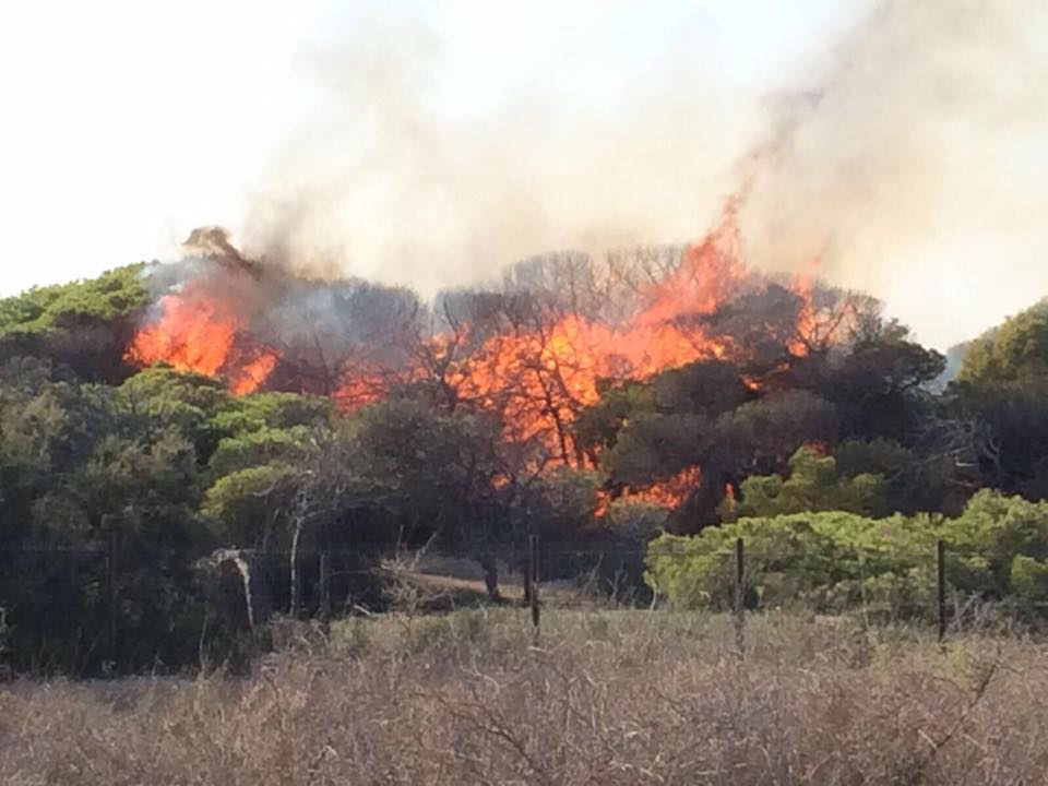 Guardamar del Segura incendio pinada (2)