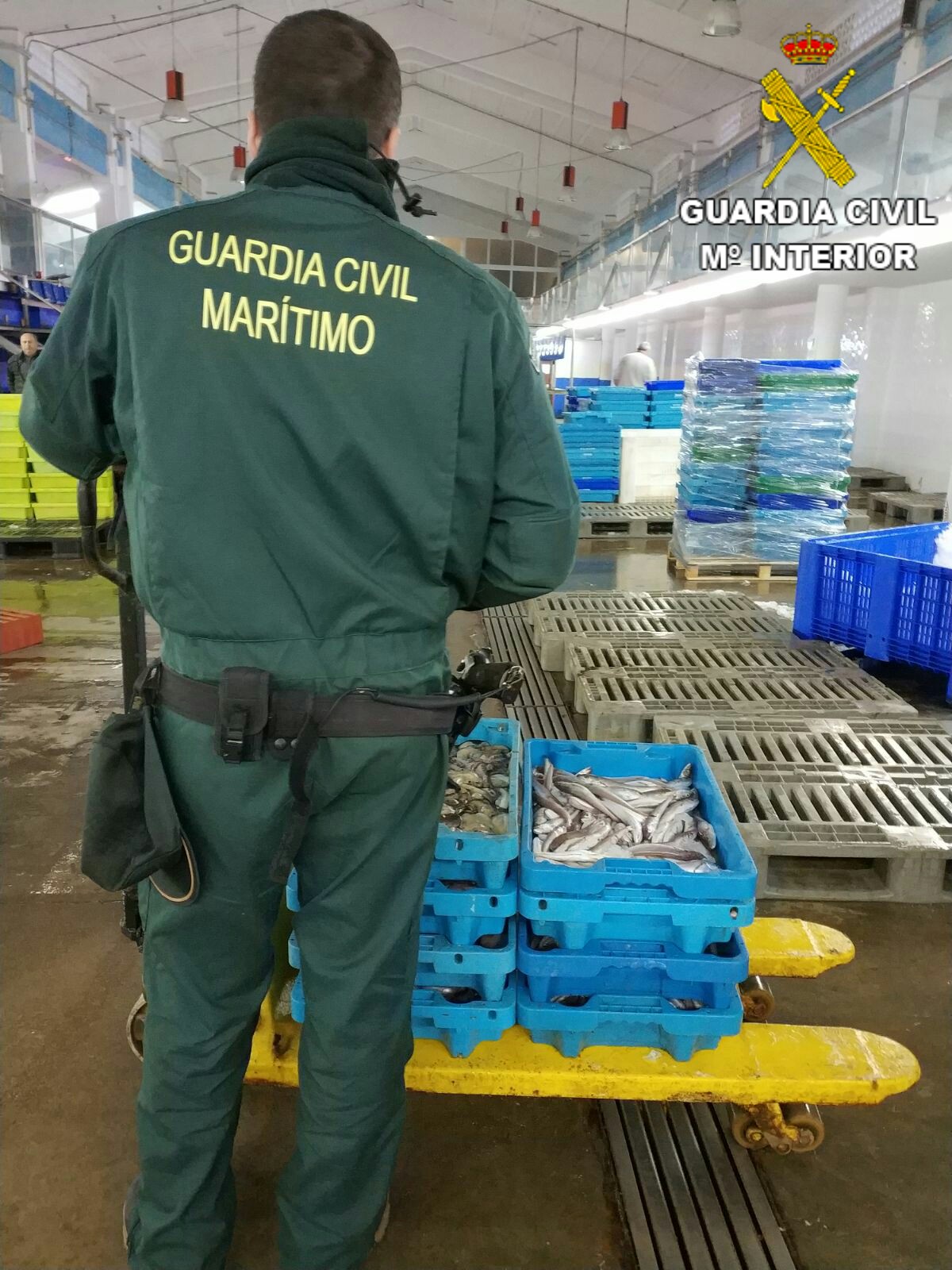 Incautación pescado inmaduro Altea Guardia Civil (4)