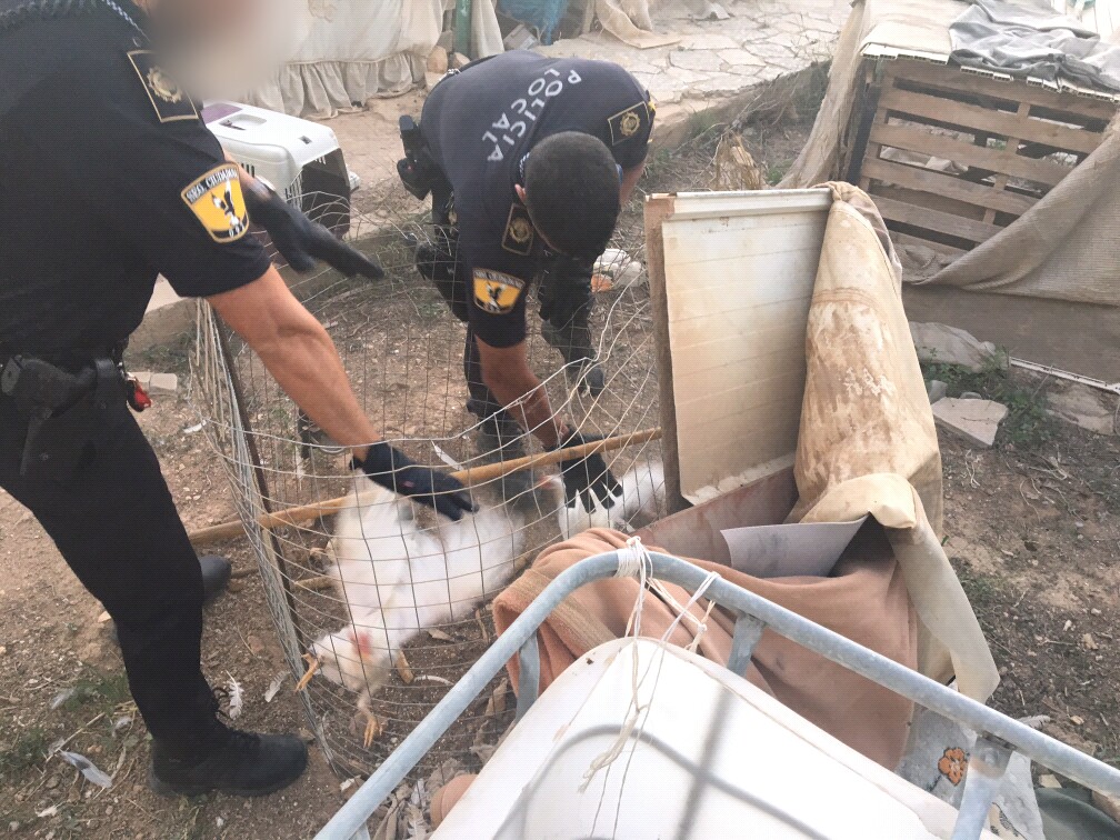 ELCHEexplotacion gallos ilegal FOTO1