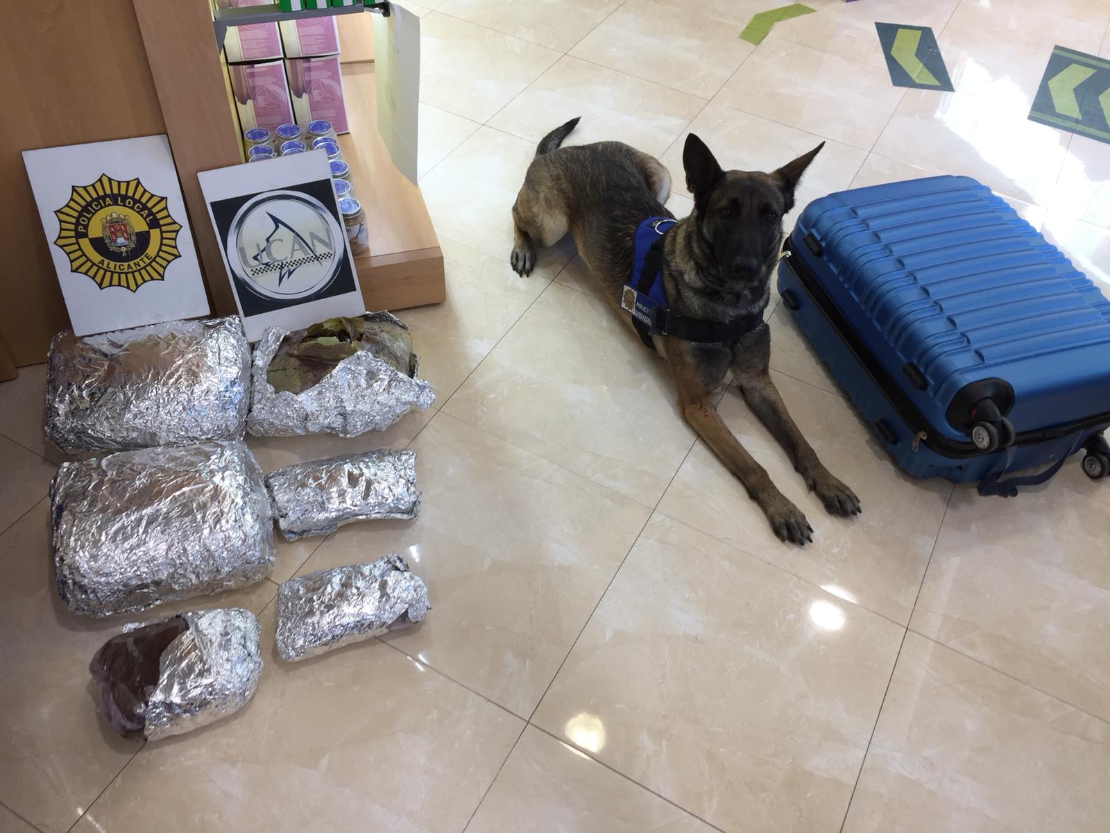 Droga hachís Alicante Policía decomiso unidad canina (1)