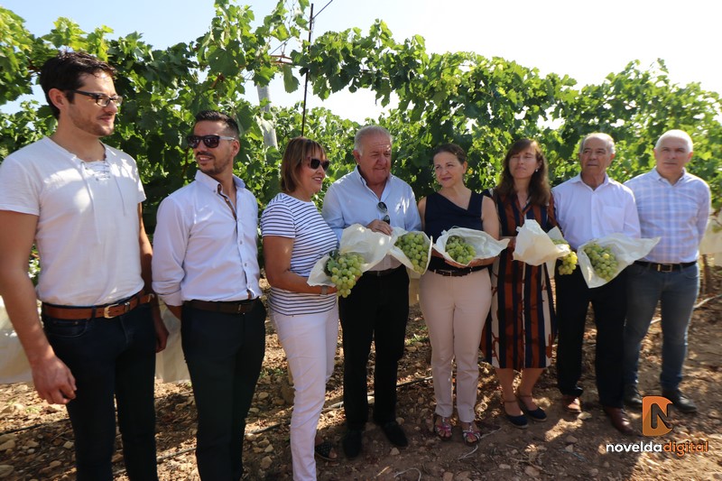 DOP Uva embolsada del Vinalopó inicio campaña (2).jpeg