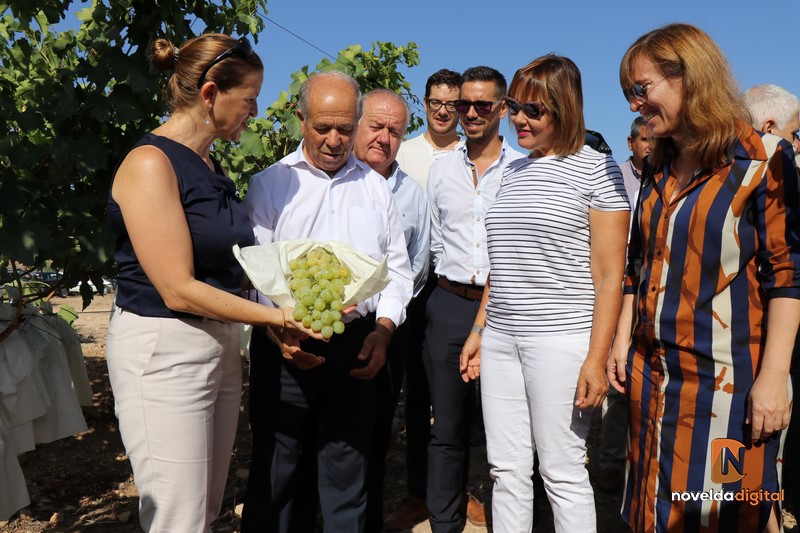 DOP Uva embolsada del Vinalopó inicio campaña (3)