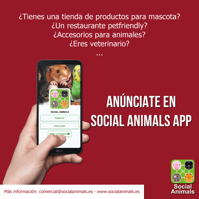 Social Animals App Elena Batista (1)