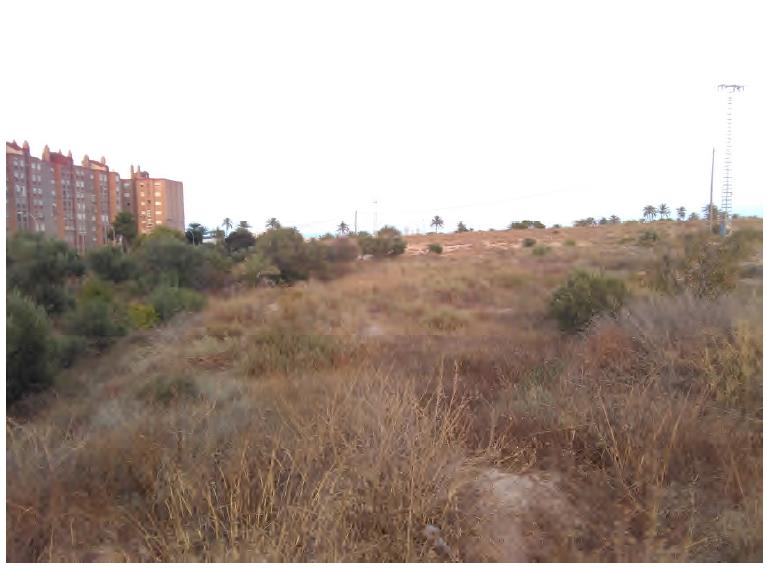 bosque urbano 4