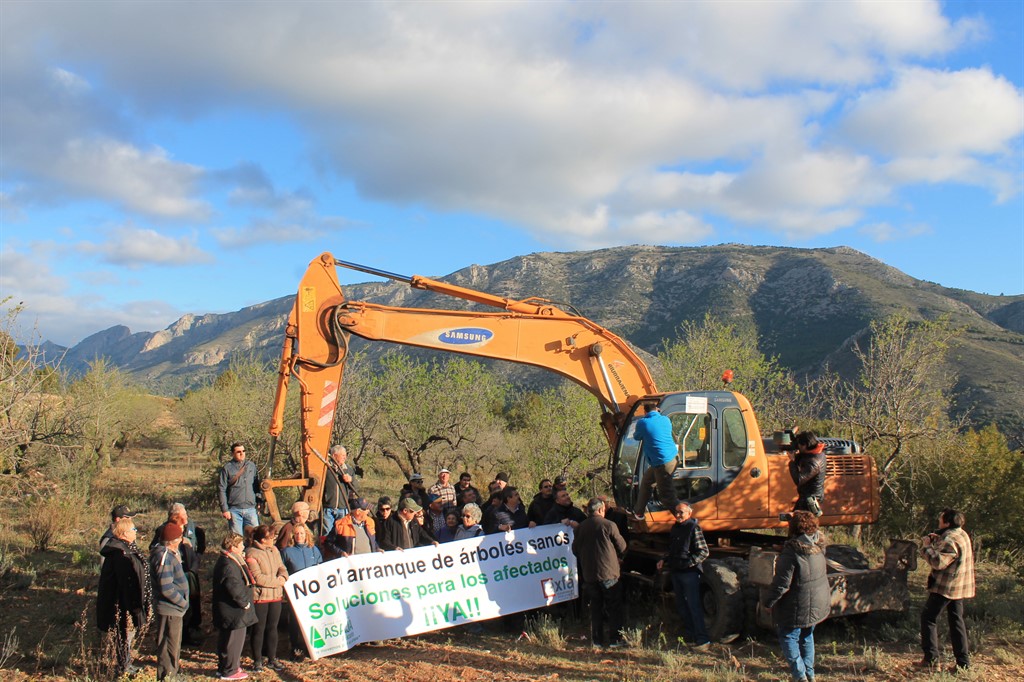 xylella fastidiosa Guadalest (2)