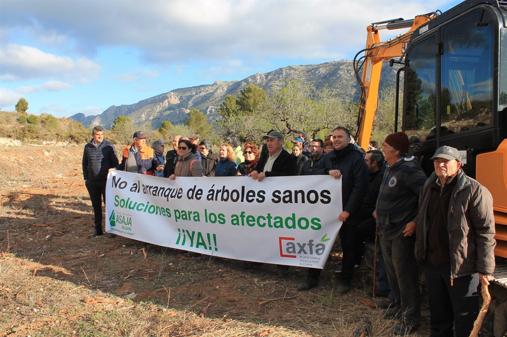 xylella fastidiosa Guadalest (4)
